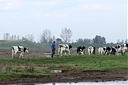 nCows-20241025g14401A1A9332b-Schakerloopolder.jpg