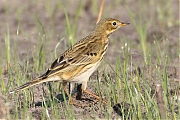 nGraspieper-20250922g14401A1A2996bcrfb-Reten.jpg