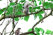 nHeggenmus-20250930g14401A1A3269atcrfb-Tuin.jpg