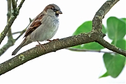 nHuismus-20250930g14401A1A3284atcrfb-Tuin.jpg