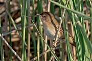 nKleine-karekiet-20250428g14401A1A7411atcrfb-Calfven.jpg