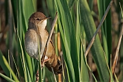 nKleine-karekiet-20250428g14401A1A7418atcrfb-Calfven.jpg