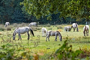 nKonikpaarden-20250905g14401A1A2769avcrfb-Pannenhoef.jpg