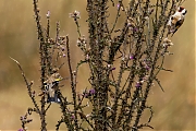 nPutter-20250905g14401A1A2741avcrfb-Pannenhoef.jpg