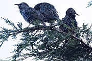 nSpreeuw-20251001g14401A1A3293avcrfb-Tuin.jpg
