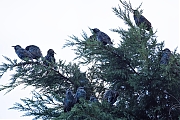 nSpreeuw-20251001g14401A1A3293ovcrfb-Tuin.jpg