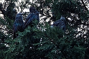 nSpreeuw-20251001g14401A1A3308dvcrfb-Tuin.jpg