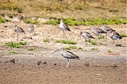 nWulp-20250901g14401A1A2687avcrfb-Schakerloopolder.jpg