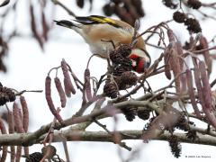 Putter  20230122  Hulde aan de elzenpropjes want die zijn erg nuttig. In de winter zijn ze een uitkomst voor meerdere zaad etende vogels. Ook de putter zoekt ze graag op om de maag te vullen. De snavel is er expres lekker puntig voor. Het ontwerp van het kopje blijft opvallen met dat felle contrast tussen rood wit en zwart. Gelukkig gaat het heel goed met de putter de laatste jaren bij ons.
