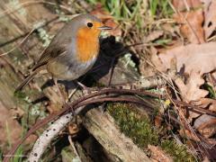 Roodborst  20230207  Gisteren een wandeling gemaakt bij de Rondgors. Fijn om het zonnetje weer eens in je gezicht te voelen. Niet veel vogels gezien en slechts eentje gaf me een kans voor een foto. En dat deed deze Robin ruimhartig. Het moet al gek gaan wil je op je wandeling niet meerdere roodborsten tegen komen. Deze kwam laag in een heg best dicht voorbij mij gehipt.