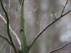 Vink  20230217  Zomaar een sfeerfoto'tje, zeker geen spectaculaire vogelfoto. De kleuren vallen me op. Omdat het er relatief weinig zijn en omdat de kleuren van mevrouw vink er precies bij passen, evenzo de achtergrond. Geen schreeuwerige foto, eerder een rustgevende meen ik.